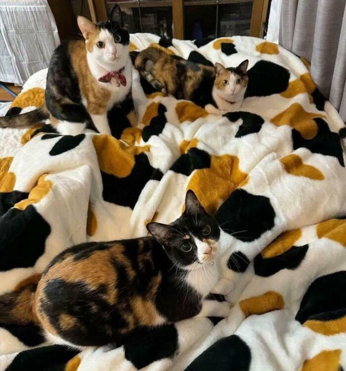 Three adorable calico kitties lounging on a matching patterned blanket, capturing hearts with their charming presence.