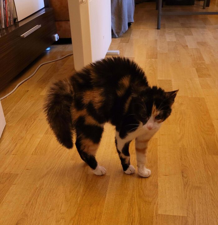 Adorable calico kitty arching its back on a wooden floor, with a cozy room setting in the background.