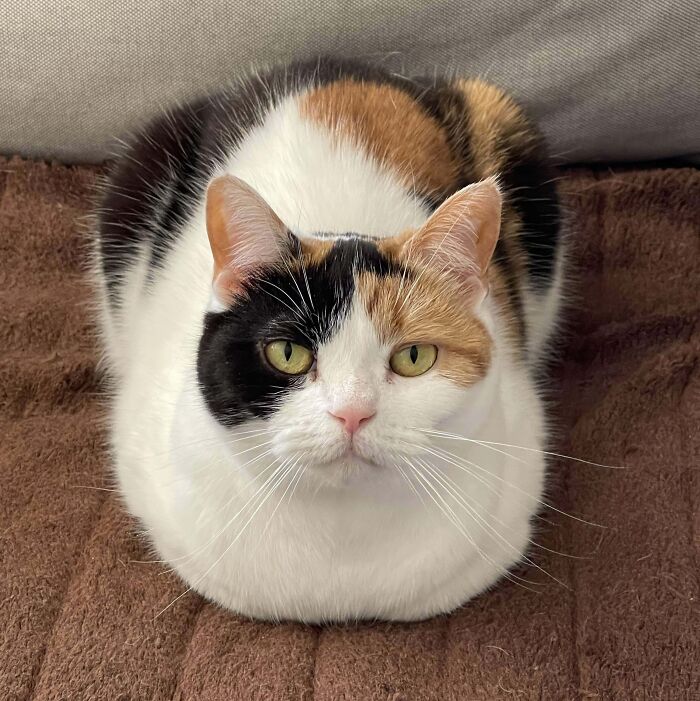 Calico kitty lounging on a brown blanket, exhibiting a cozy and adorable expression.