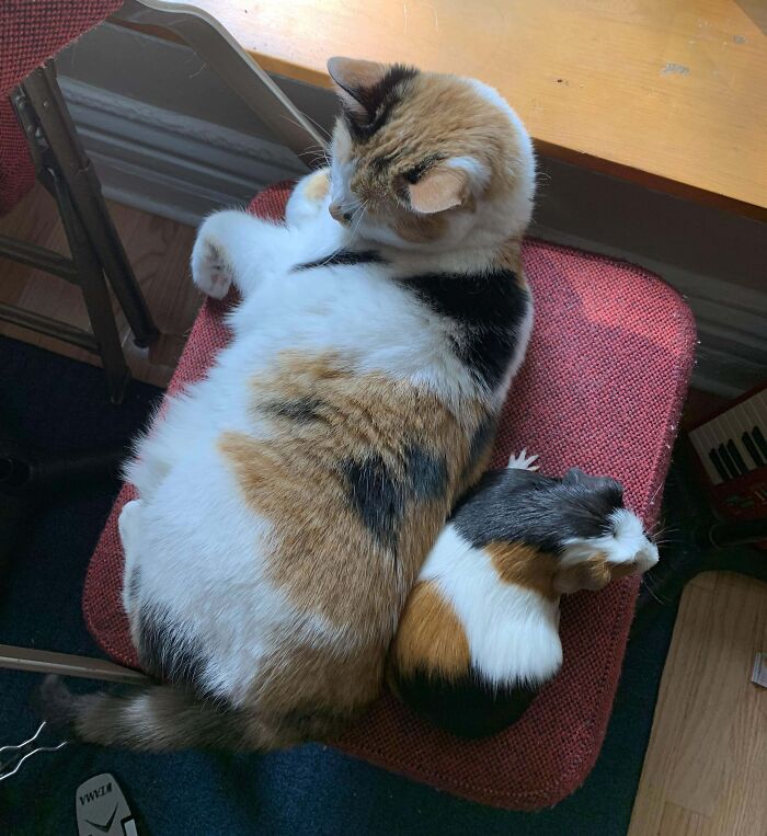 Calico kitty and guinea pig lounging on a red chair.
