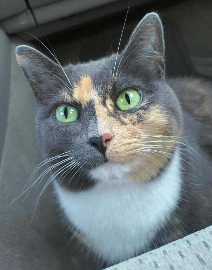 Adorable calico kitty with striking green eyes and a unique fur pattern, sitting attentively.