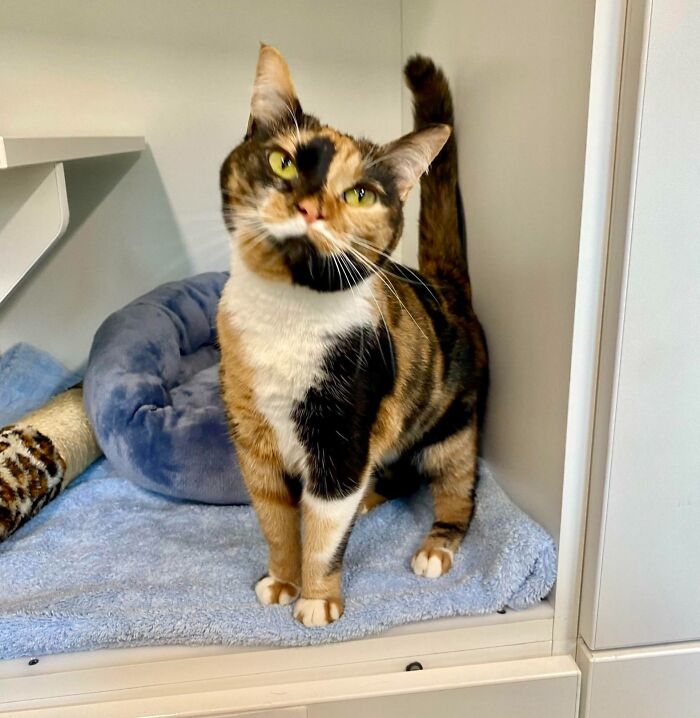 Calico kitty on a blue blanket, standing playfully with a curious expression.