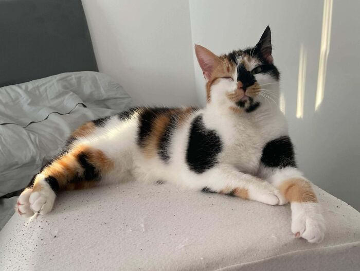 Adorable calico kitty lounging sleepily on a bed, sunlight streaming through a window.