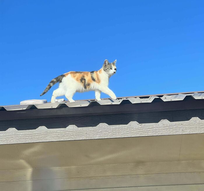 Calico kitty walking on a rooftop under a clear blue sky.