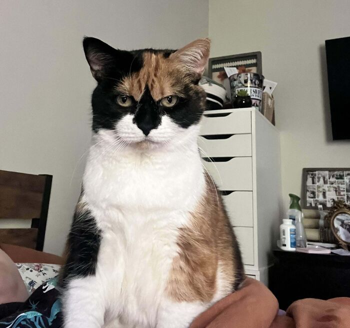 Adorable calico kitty with striking fur patterns sitting indoors, gazing intently.