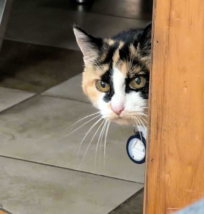 The Death Glare Of An 18 Year Old Calico On Seeing A New Kitten In The House