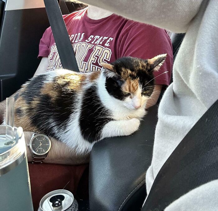 Calico kitty resting comfortably on a person's lap in a car, showcasing its adorable fur pattern.