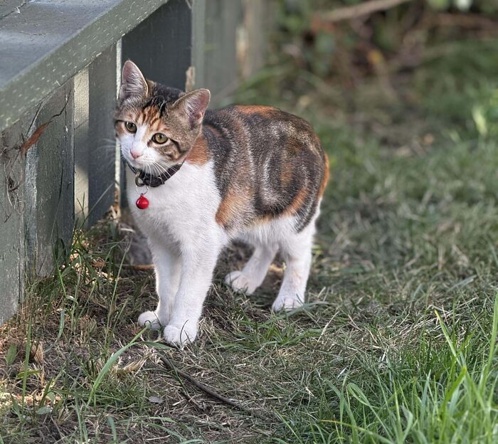 Adorable calico kitty standing on grass with a red collar, looking curiously to the side.