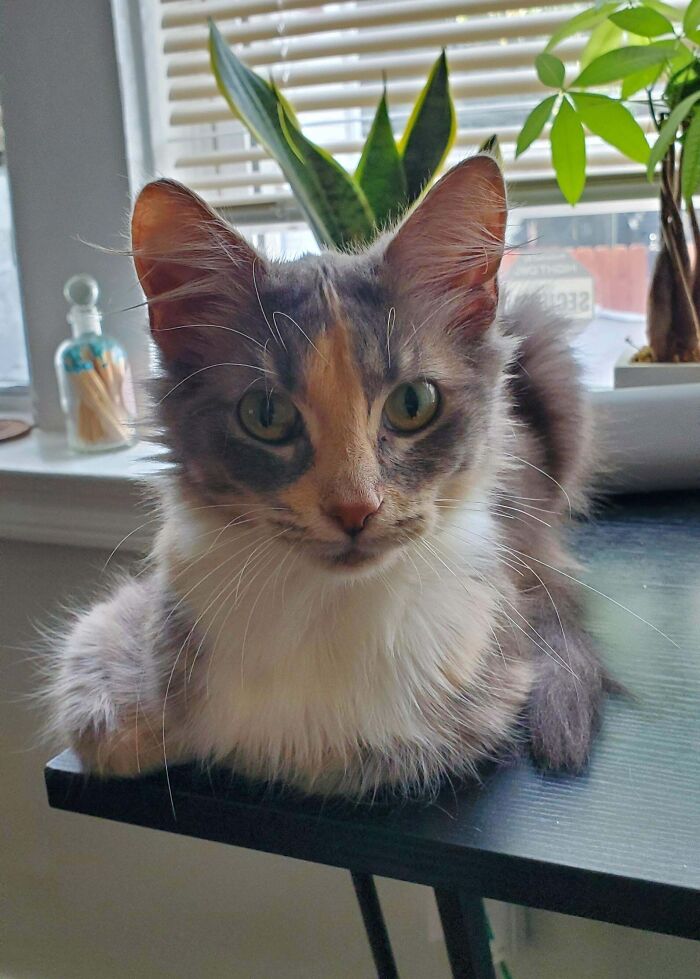 Adorable calico kitty lounging on a windowsill, surrounded by houseplants, with sunlight filtering through blinds.