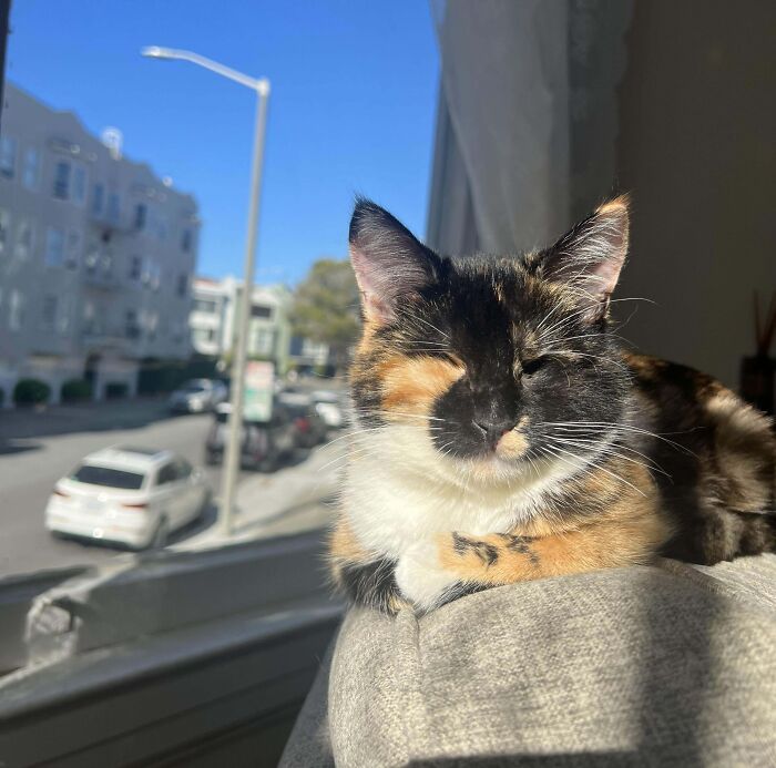 Calico kitty lounging on a sunny windowsill, brightening the day with its adorable presence.