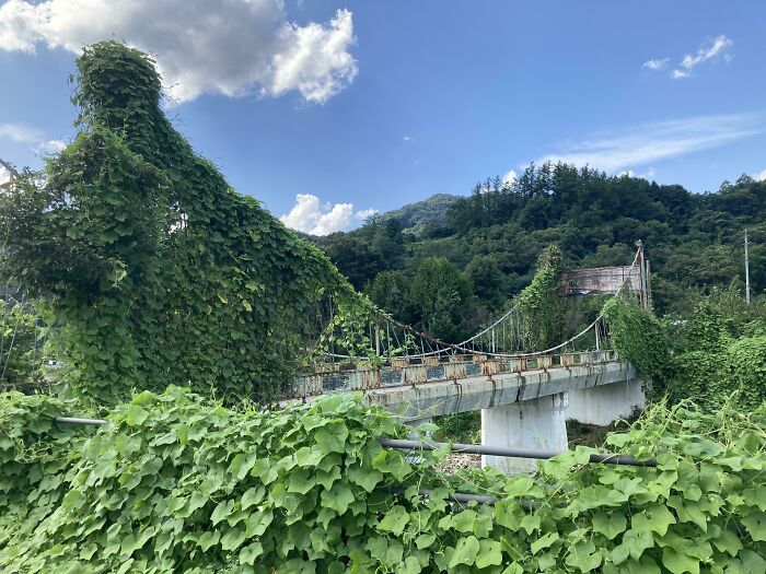 Overgrown plants envelop an abandoned bridge, showcasing nature reclaiming civilization.