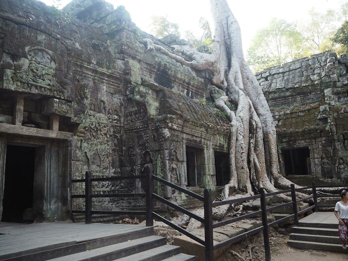 Tree roots overgrowing ancient stone temple, showcasing nature reclaiming civilization.