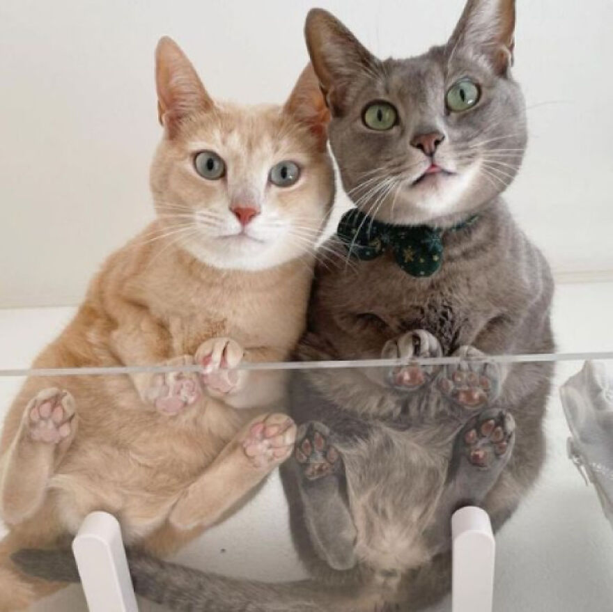 Two cats sitting on glass, showing their paws and looking up, demonstrating a fascinating perspective.