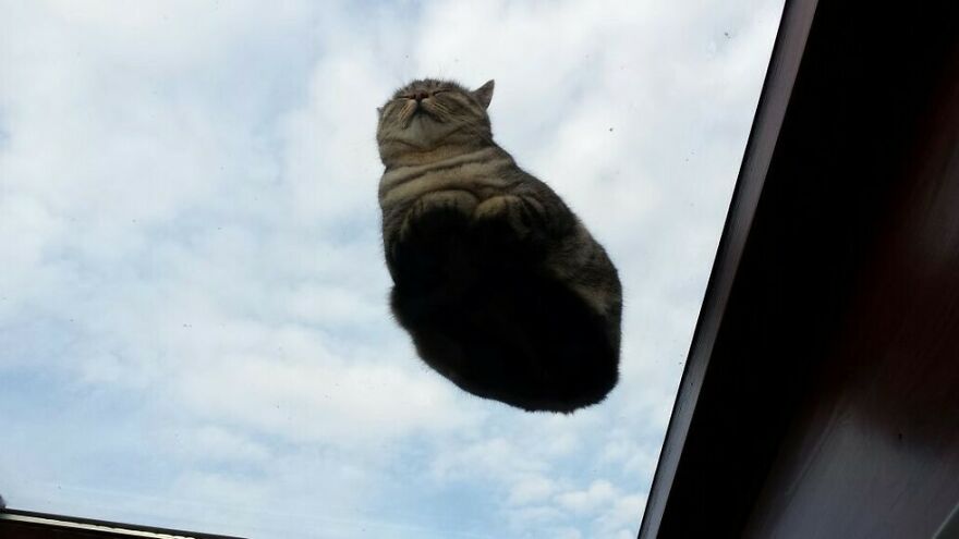 Cat lying on glass surface, viewed from below, against a cloudy sky.