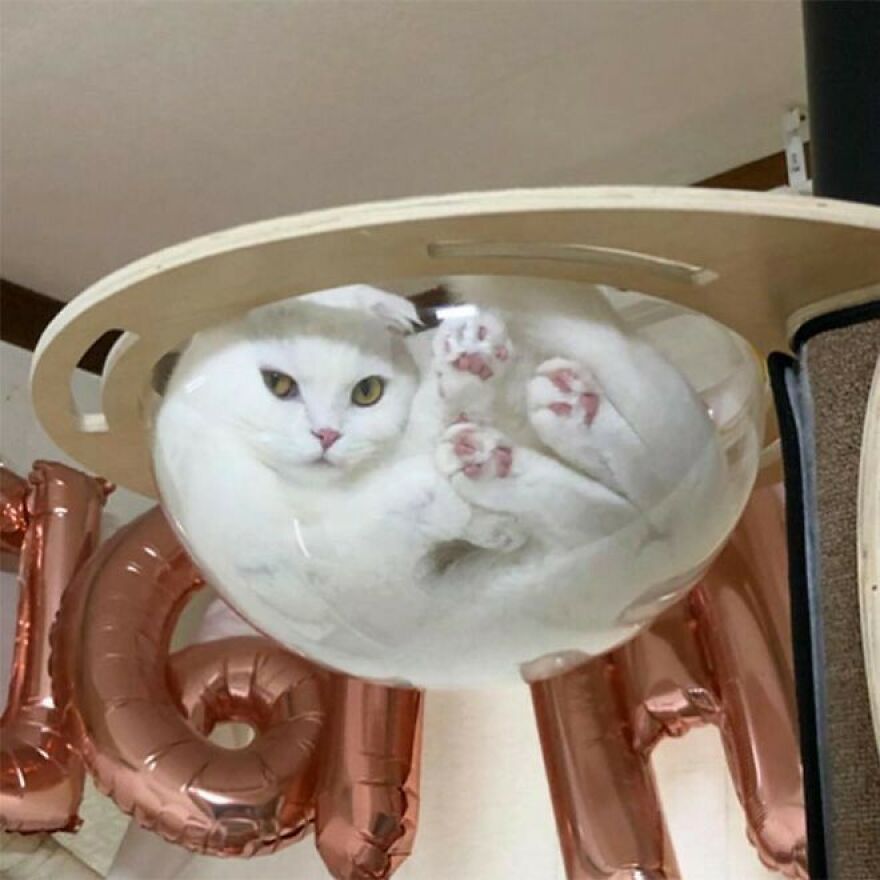 Cat lounging on glass with paws visible, looking charming from below.