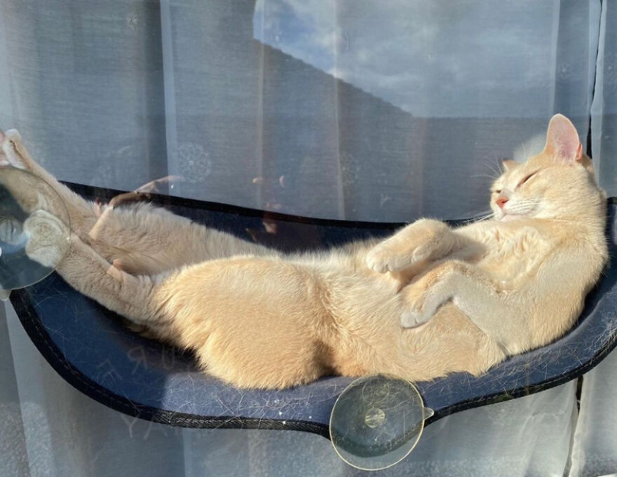 Cat relaxing on a glass surface, showcasing their fascinating nature from every angle.