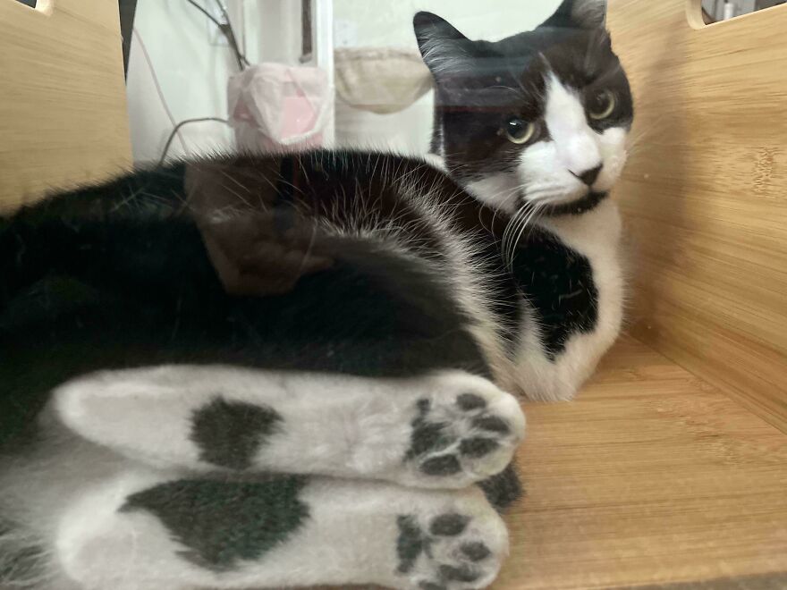 Cat lying on glass table, showing its paws from below, demonstrating a fascinating angle.