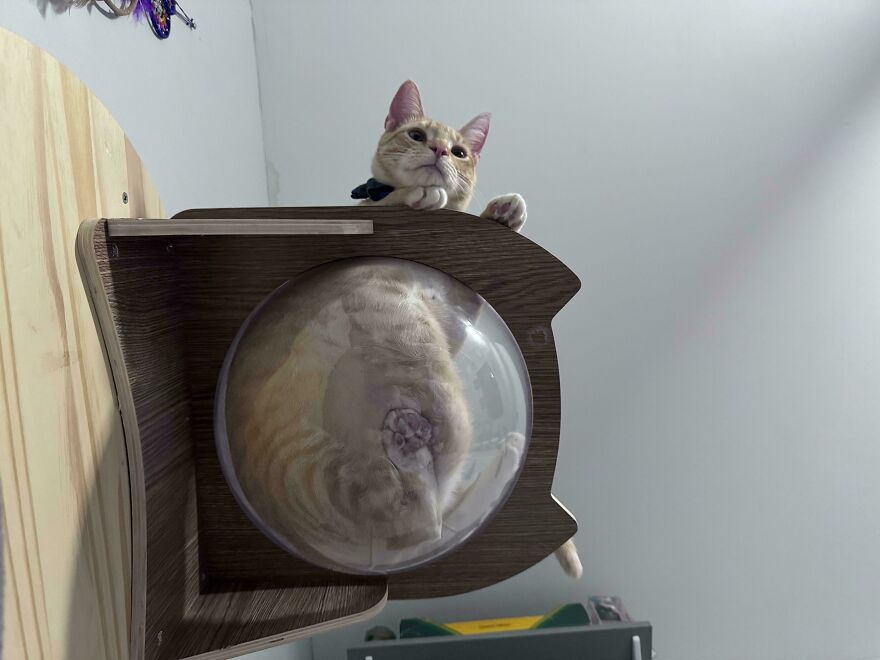 Cat lounging on a glass perch, showing unique perspective from below with a curious gaze.