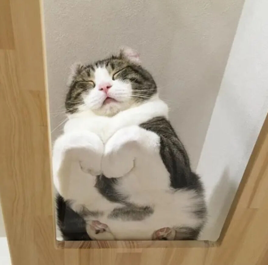 Cat lounging on glass, seen from below, showcasing its fluffy belly and paws.