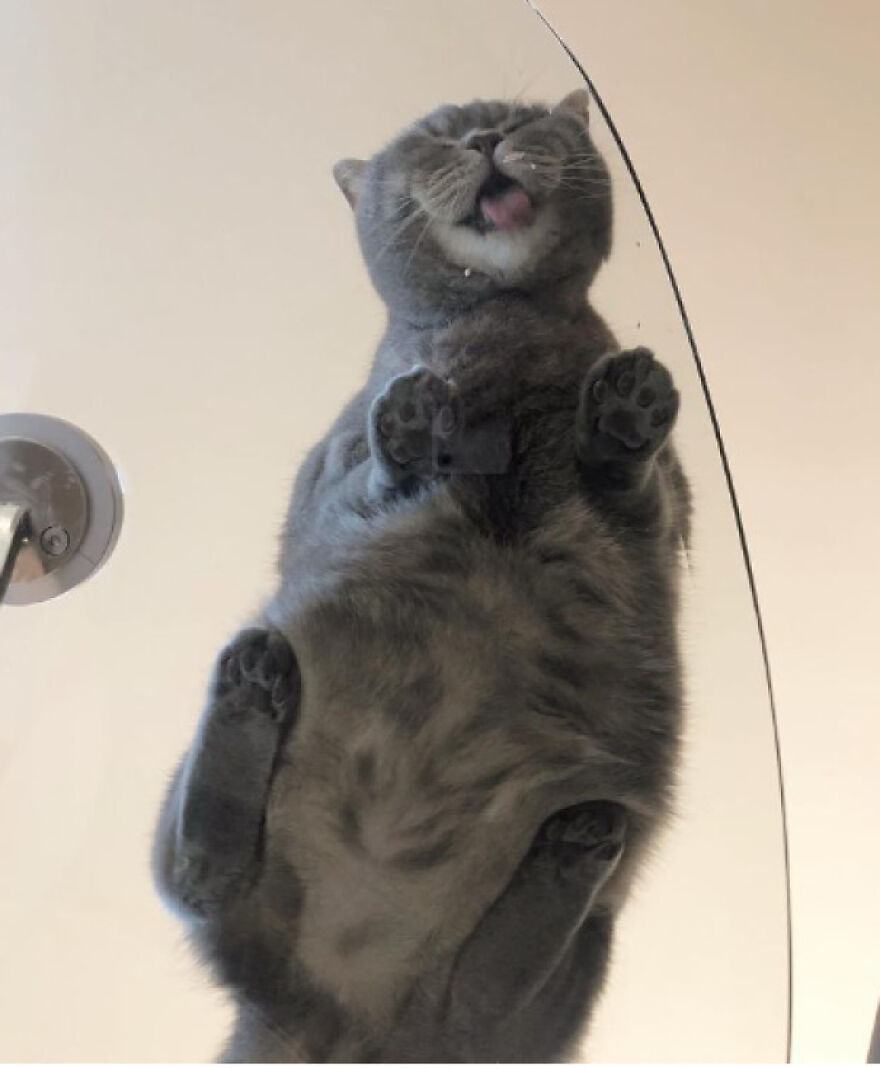 Cat lounging on glass table, viewed from below, showing its fluffy belly and paws in an amusing angle.