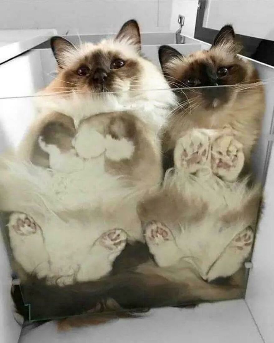 Two fluffy cats on glass, looking up with paws visible, showcasing their curious nature from below.