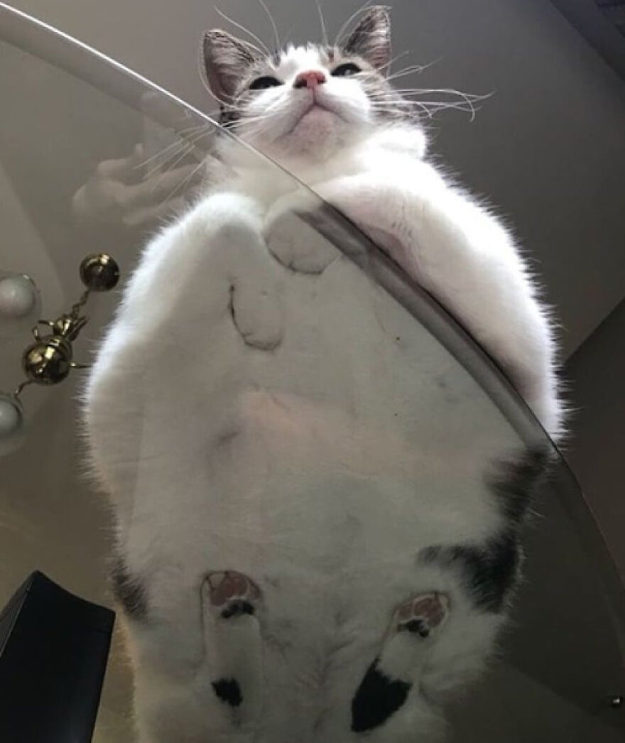 Cat on glass table, viewed from below, showcasing a unique angle and fascinating pose.