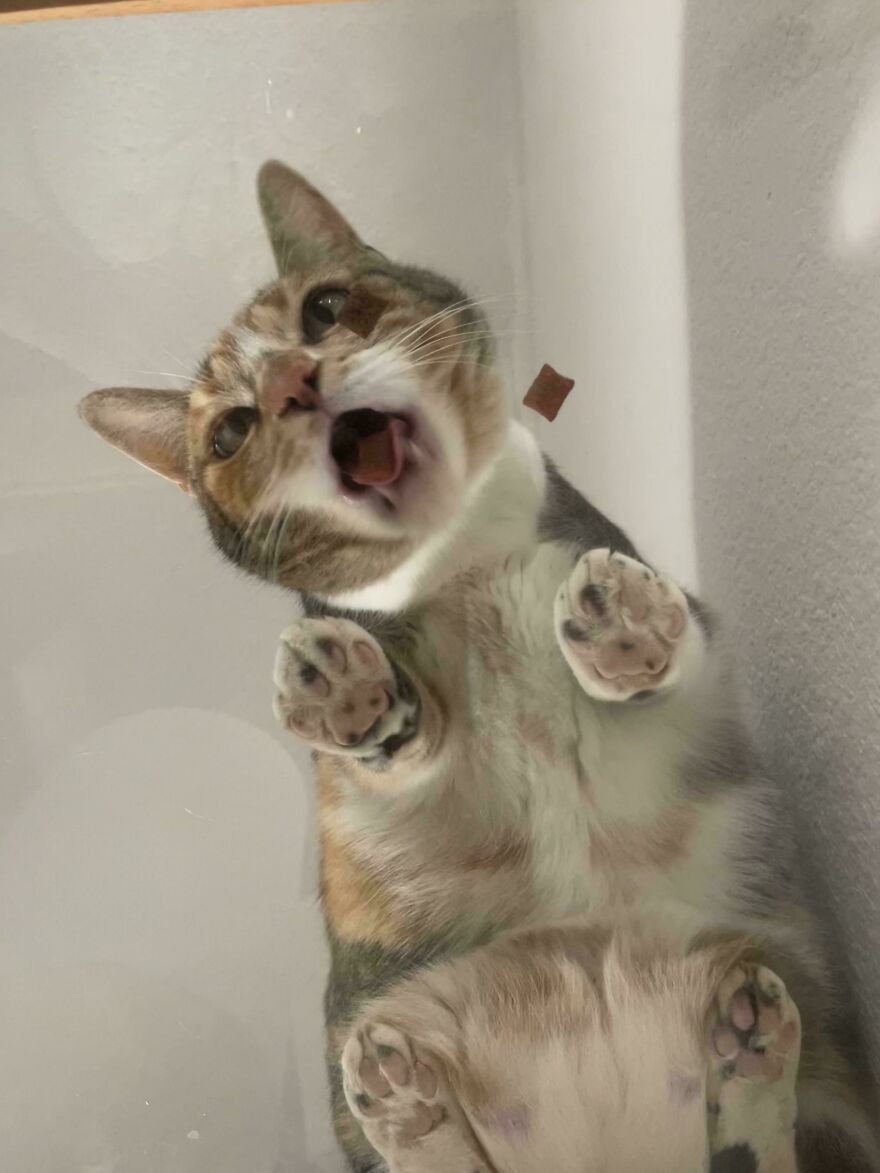 Cat on glass viewed from below, showing paws and face, illustrating fascination from every angle.