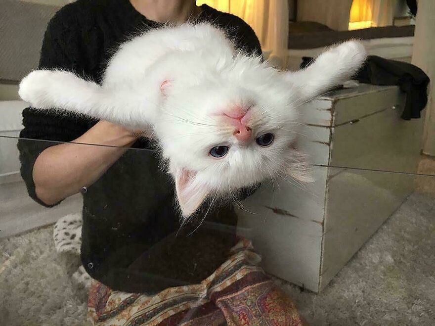 White cat lying on glass, playfully showing its belly from a fascinating angle.