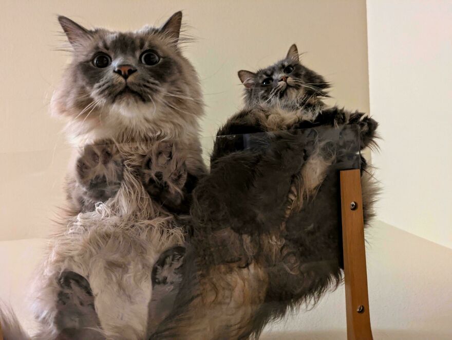 Cats sitting on glass table, showcasing their fascinating paws and expressions from below.