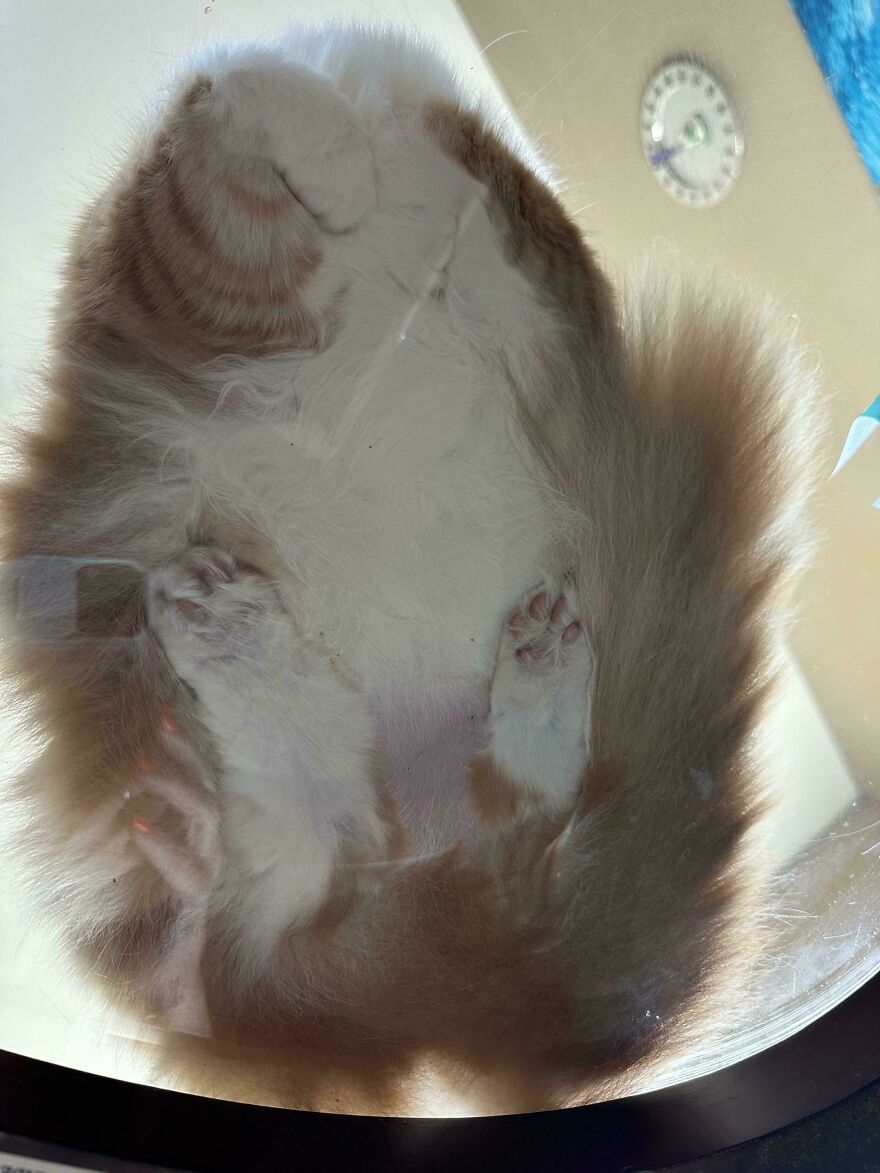 Cat on a glass table viewed from below, showcasing its fluffy underbelly and paws.
