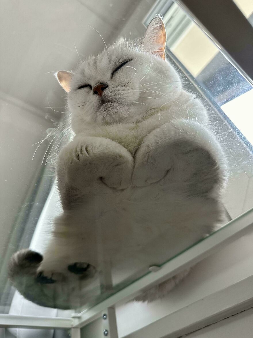 White cat lounging on glass, viewed from below, showcasing its amusing pose and relaxed demeanor.