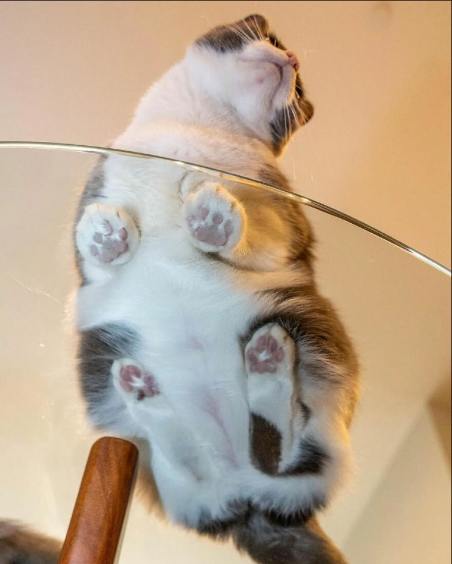 Cat lying on a glass table, showing its paws and belly from below, capturing the fascinating view from this angle.