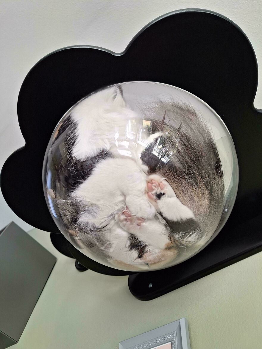Cat curled up on a glass shelf, seen through a transparent dome, showcasing unique angles and textures.