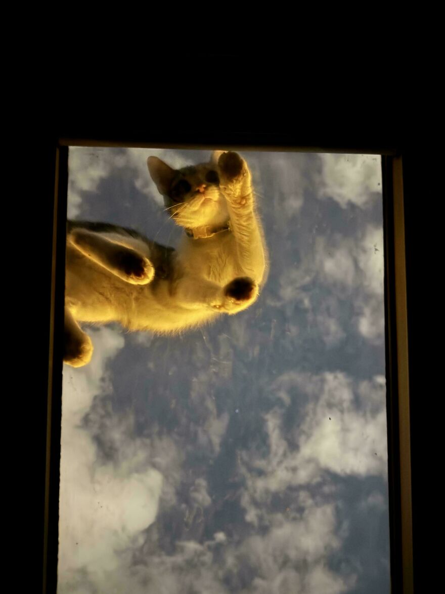 Cat on glass table viewed from below with cloudy sky background, showcasing fascinating feline angles.