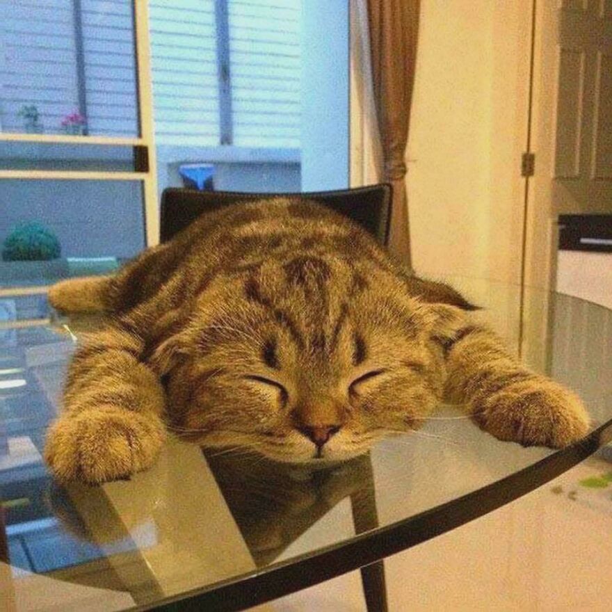 Cat on a glass table, lying flat with a relaxed pose.