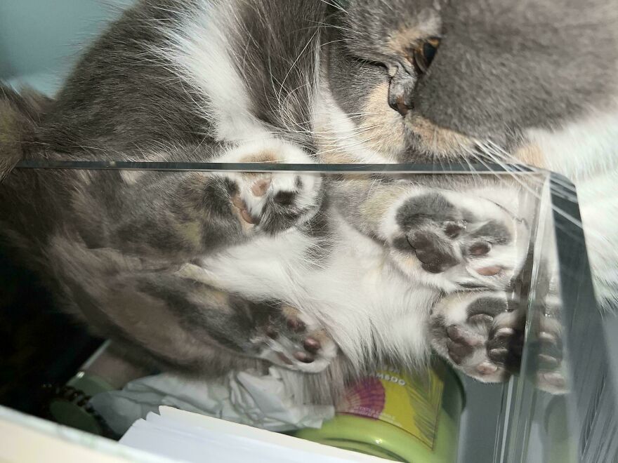 Cat on glass table, showcasing paws and fur from below, demonstrating a unique angle.