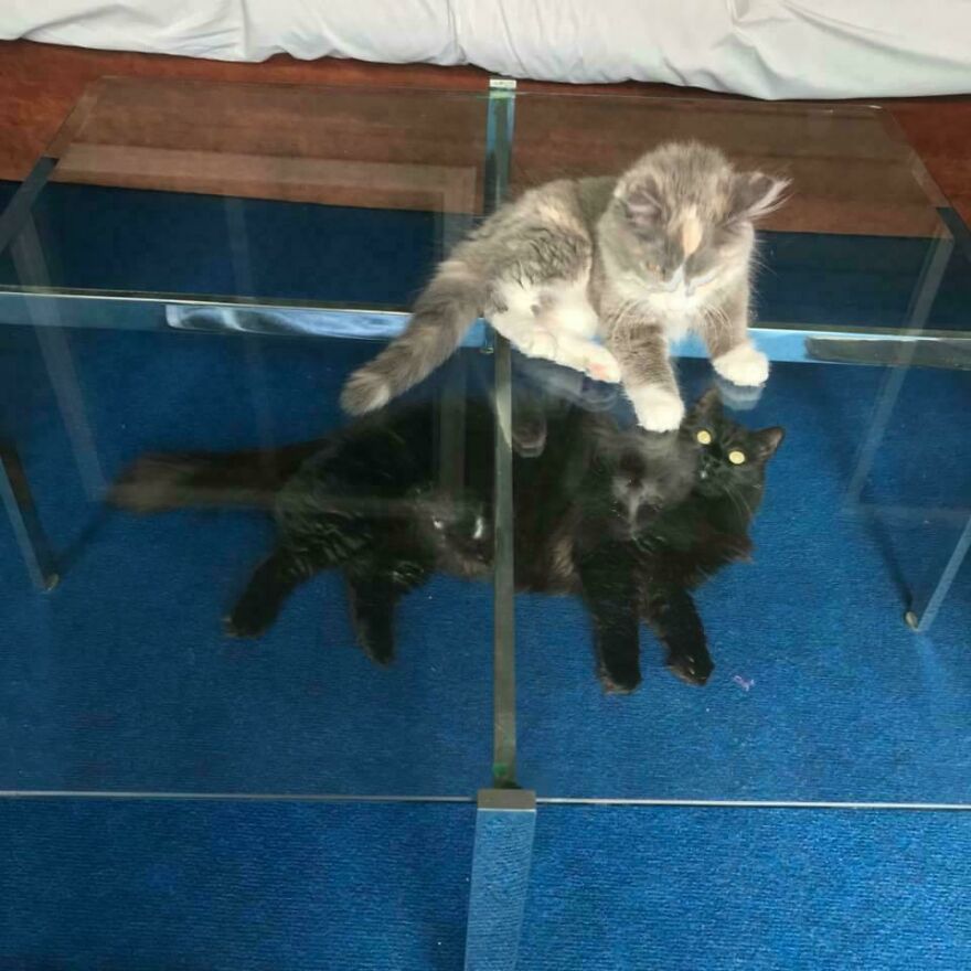 Cats sitting on a glass table, showcasing their fascinating appearance from underneath.