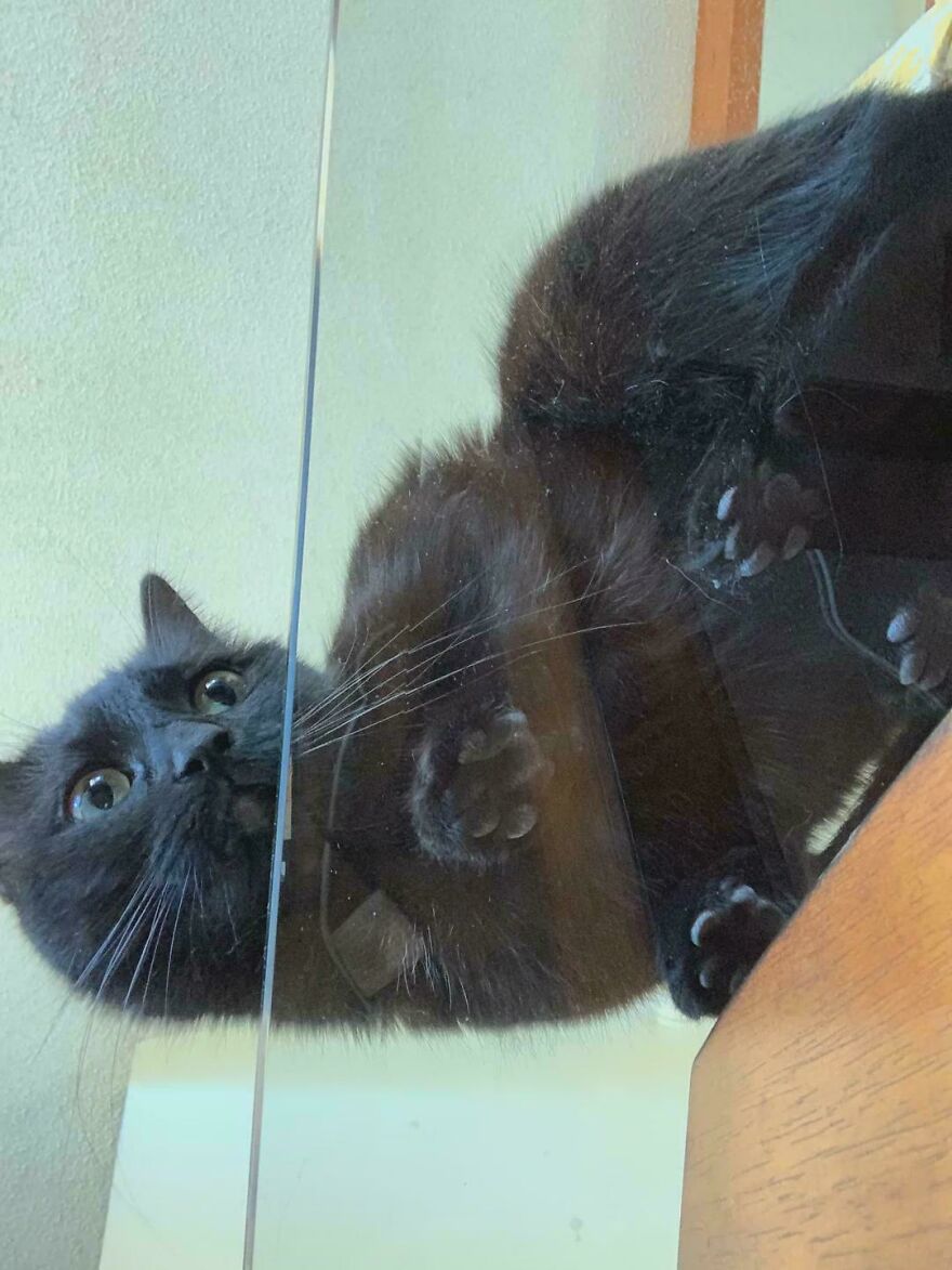 Black cat viewed through glass, showcasing its paws and whiskers from below, highlighting its fascinating perspective.