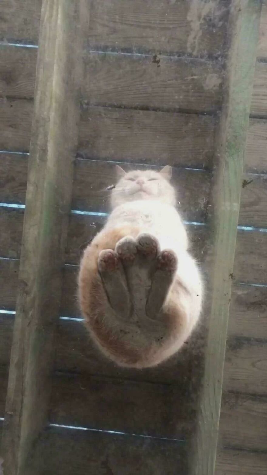 Cat lounging on glass, viewed from below, showcasing its paw pads and fluffy body.