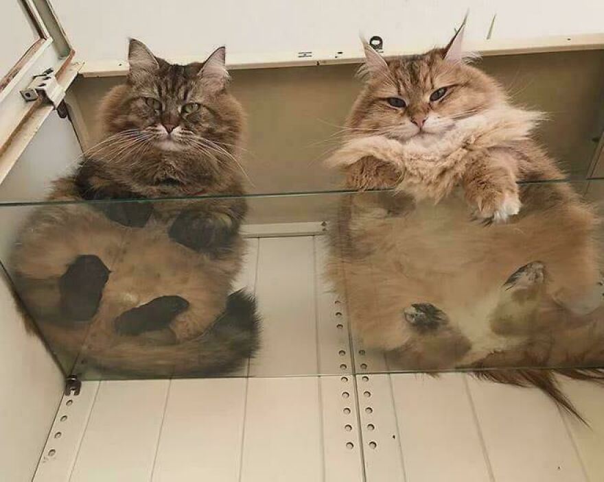 Two fluffy cats sitting on a glass shelf, showcasing fascinating views from below.