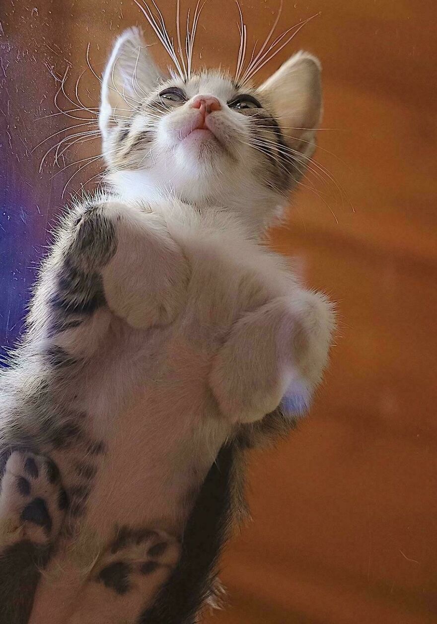 Kitten lying on glass, viewed from below, highlighting its paws and whiskers, showing cats' fascinating angles.