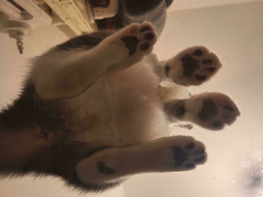Cat sitting on glass surface, showing its paws and underside, creating a fascinating view from below.