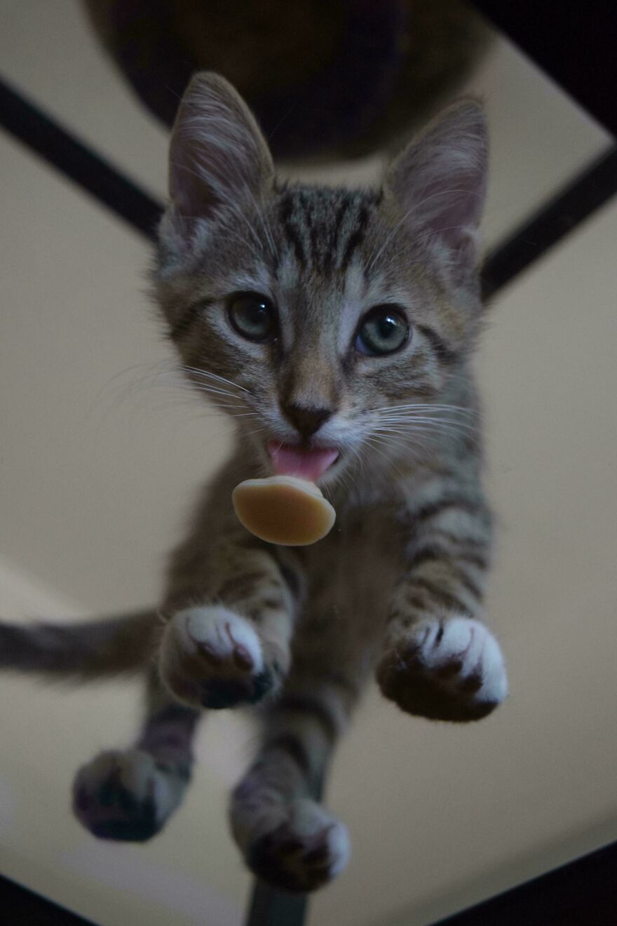 Striped cat licking glass, showing a cute and fascinating angle.