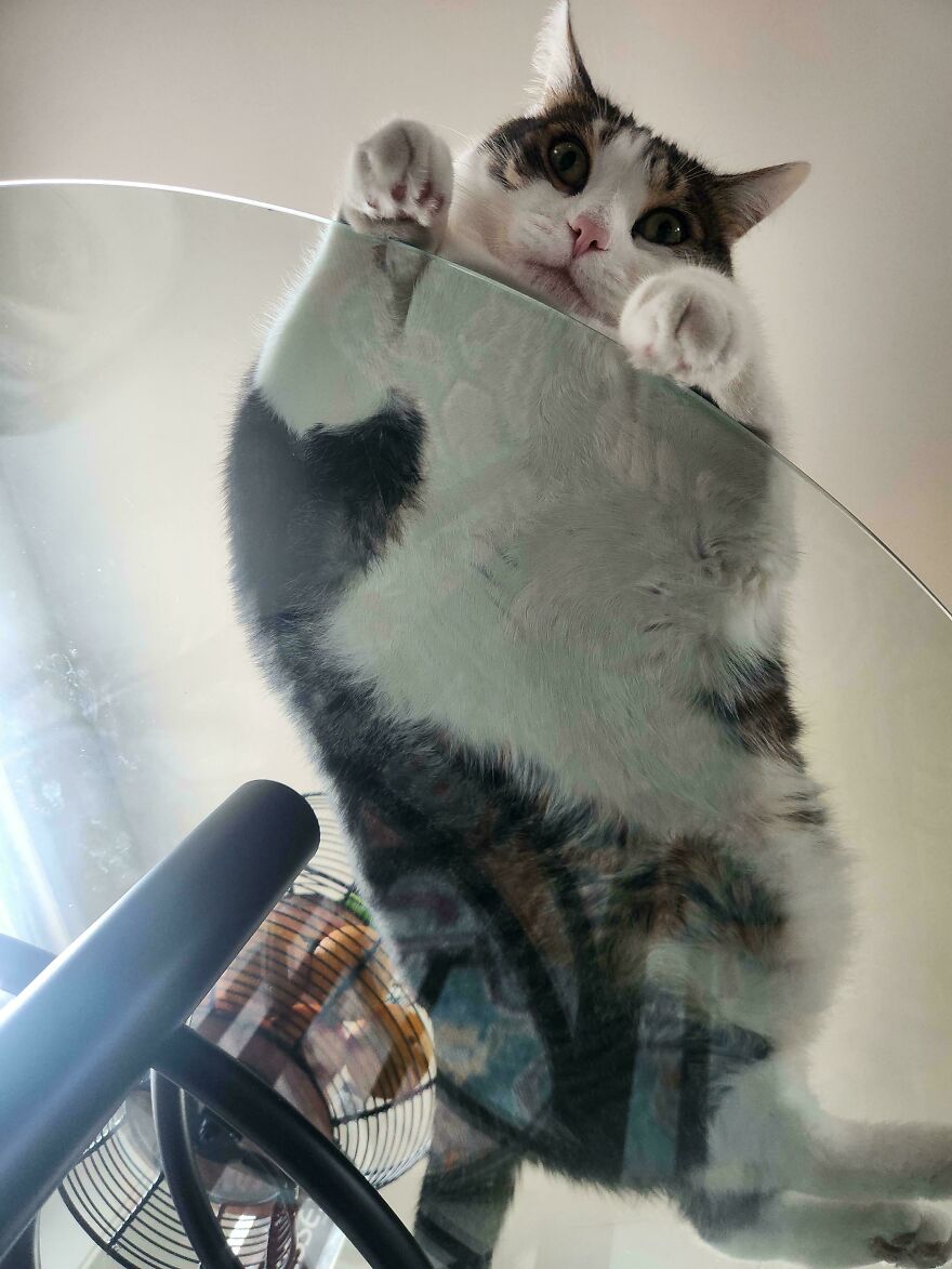 Cat lying on a glass table, viewed from below, showing a fascinating angle of its fluffy belly and paws.