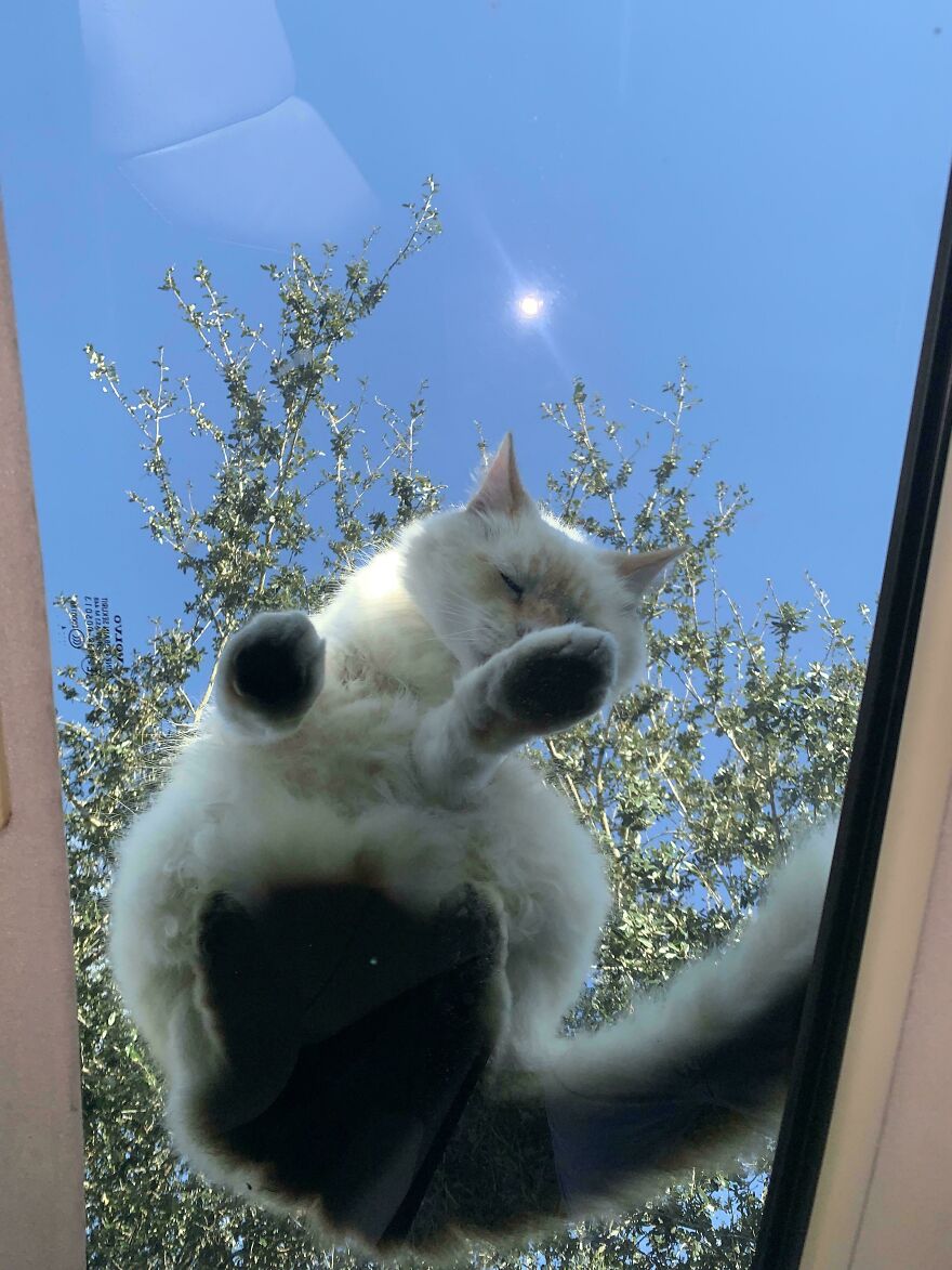 Cat lying on glass, seen from below, with a tree and blue sky in the background.