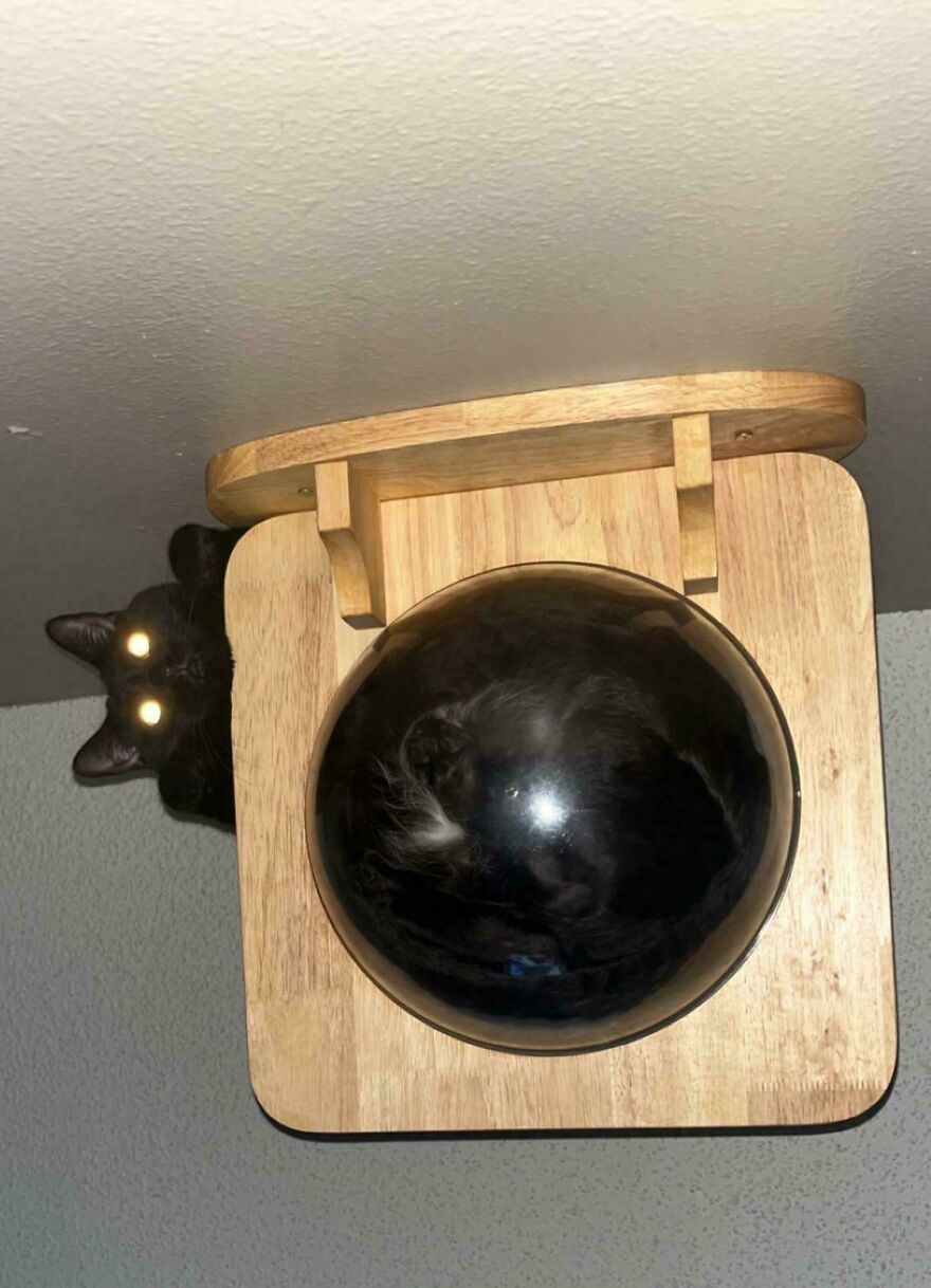 Cat on glass perch, eyes glowing, viewed from below, showcasing fascinating angle of the feline resting comfortably.