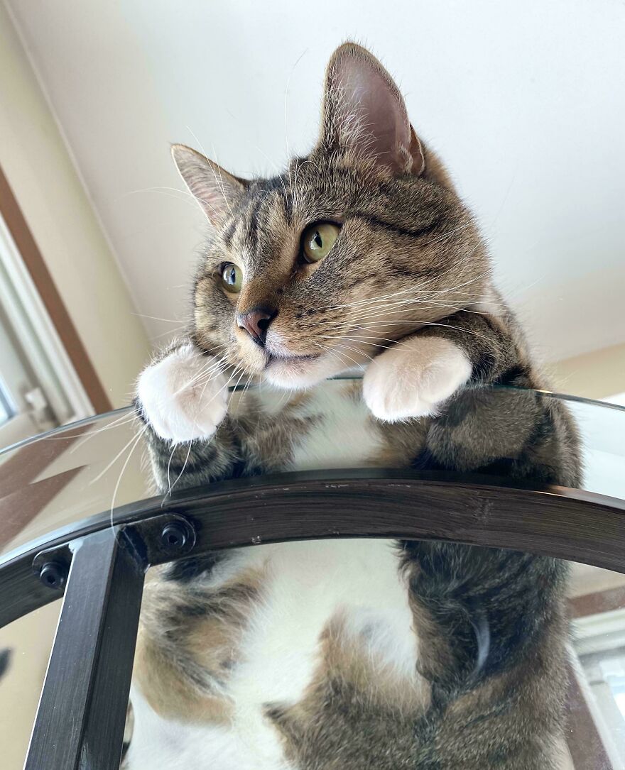 Cat lying on a glass table viewed from below, showcasing fascinating angles.
