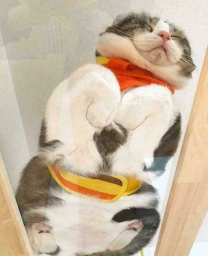 Cat lounging on glass, showing off its fluffy belly and paws from an unusual angle, wearing a colorful outfit.