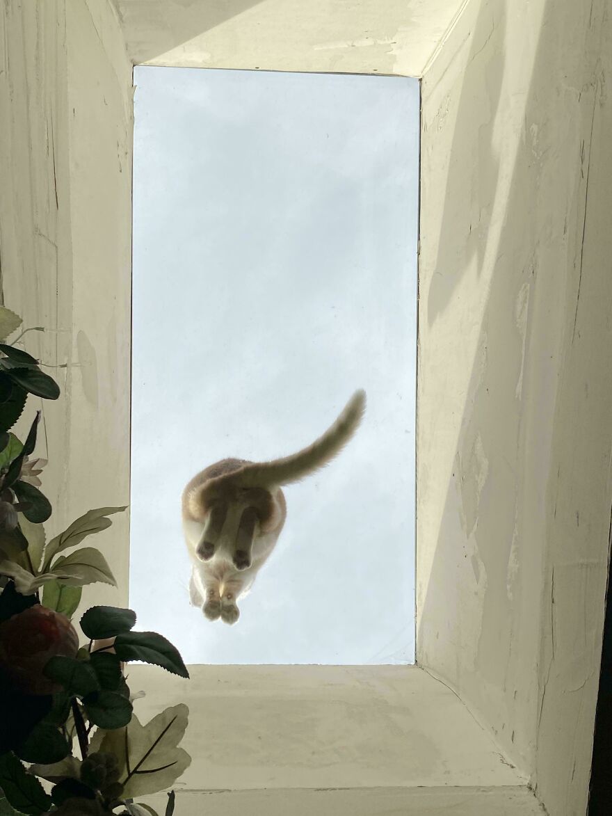 Cat on glass viewed from below, showcasing its unique and fascinating angle.