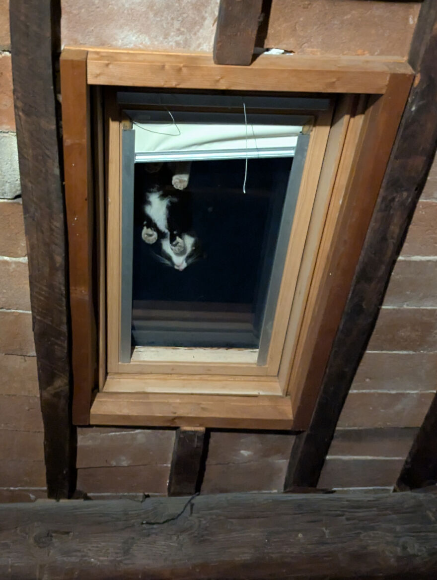 Cat lying on a glass window, viewed from below, showcasing its unique angle and charm.